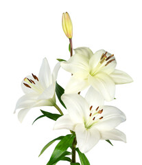 Fototapeta na wymiar white lily flower
