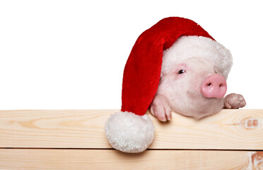Cute piglet animal in santa hat hanging on a fence © BillionPhotos.com