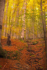 Obraz premium Autumn full of colors in the hearth of Jeniky mountains in Czechia during sunset. Near to Skalní potok river are golden leaves on trees combined with red laeves on the ground covering moss and rocks a