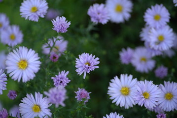 white fluffy daisies, chrysanthemum flowers on a green background Beautiful pink chrysanthemums close-up in aster Astra tall perennial,
new english (morozko, morozets) texture gradient purple flower 