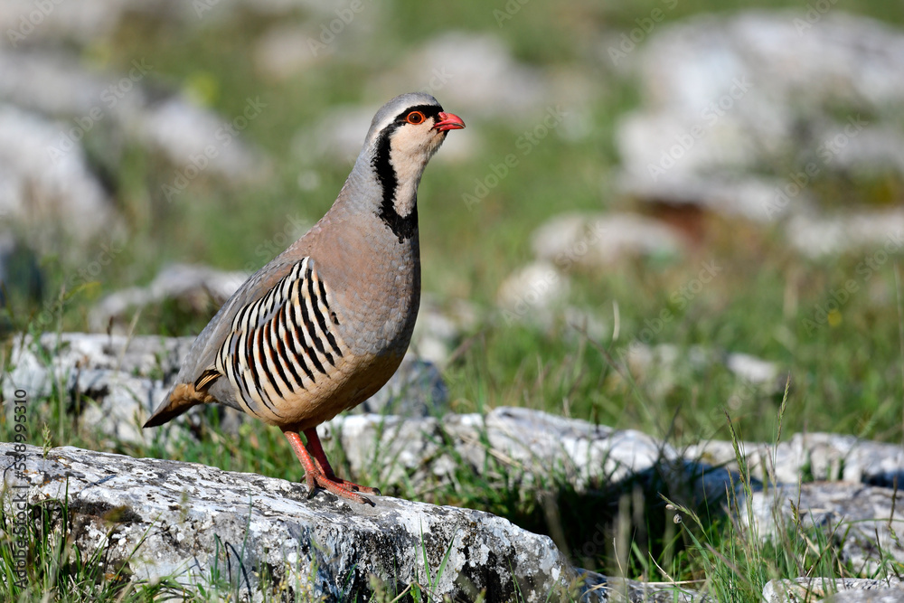 Poster Steinhuhn // Rock Partridge (Alectoris graeca) - Griechenland