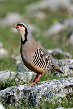 Rock Partridge // Steinhuhn (Alectoris graeca) -Greece