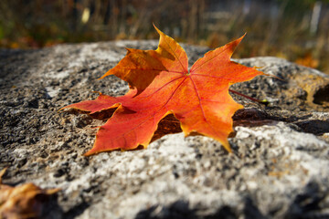 a red maple leaf is lying on a big flat rock in the sun