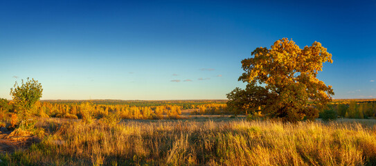 Large-format panorama with oak and autumn distance to the horizon