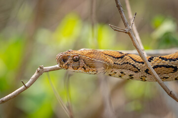 Russell's Viper Snake from India