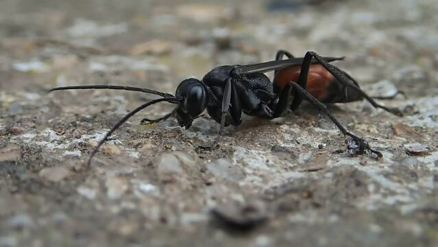 Hawk wasp