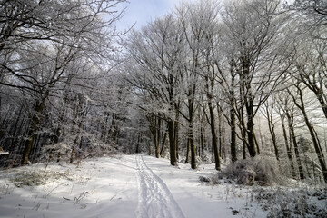 Leśna zaśnieżona droga oświetlona ciepłym słońcem © Rafal Kot