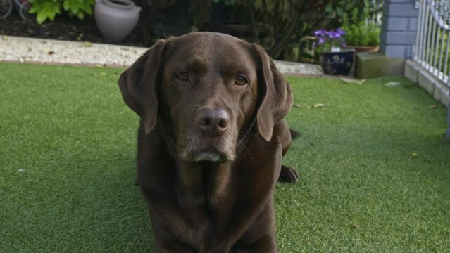 Chocolate labrador sat in home garden Waiting for a treat