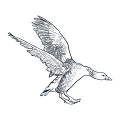 Vintage hand drawn spread wings goose