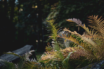 fern in the forest