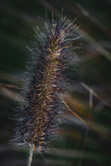 A blade of ornamental grass