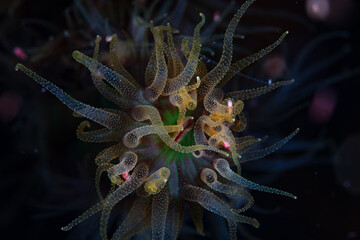 Detail of a coral polyp, Tubastrea micranthus, feeding on plankton at night on a reef in the tropical Pacific Ocean.