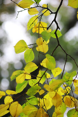 Beautiful autumn landscape with yellow trees and sun. Colorful foliage in the park. Falling leaves natural background