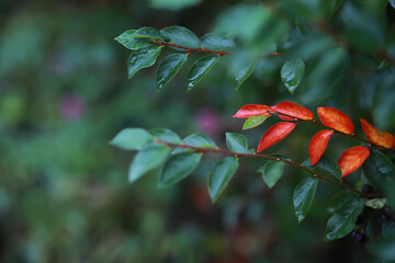 Beautiful autumn landscape with yellow trees and sun. Colorful foliage in the park. Falling leaves natural background