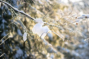 Śnieg na gałęzi w lesie © Rafal Kot
