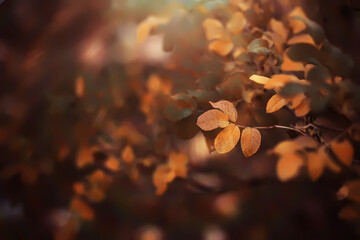 Lively closeup of falling autumn leaves with vibrant backlight from the setting sun