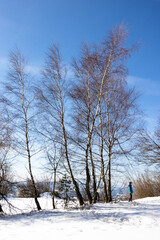 Brzozy w zimowym krajobrazie © Rafal Kot