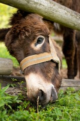 Vertical portrait of a funny Pyrenean donkey eating grass behind the wooden fence in the farmland