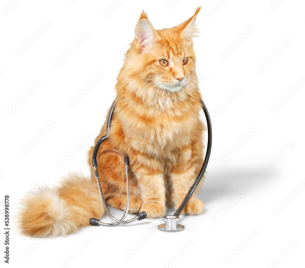 Canvas Prints Cat with a stethoscope on his neck.looking at camera. isolated on white background