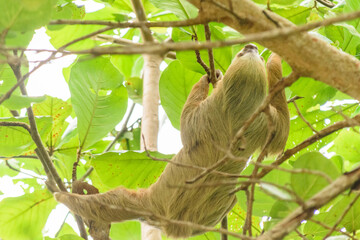 Wild sloth hanging from palm trees