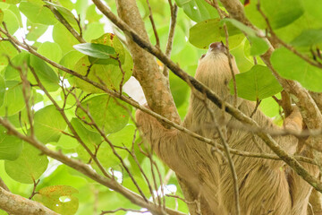 Wild sloth hanging from palm trees