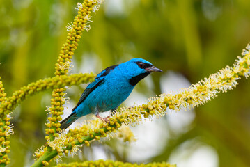 blue bird on the branch