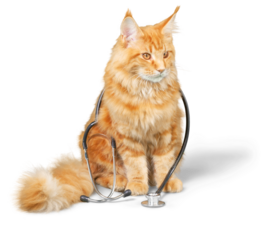 Cat with a stethoscope on his neck.looking at camera. isolated on white background