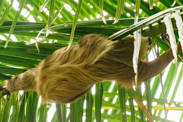 Wild sloth hanging from palm trees