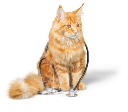 Cat with a stethoscope on his neck.looking at camera. isolated on white background