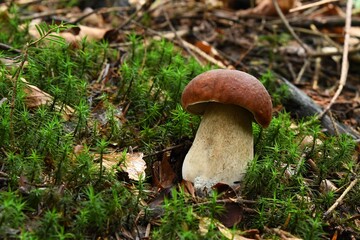 Młody i zdrowy borowik szlachetny (Boletus edulis)