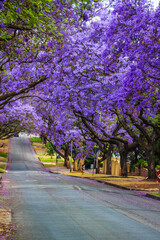 Pretoria street lined with jacaranda tree