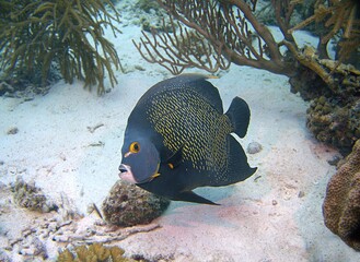 French Angelfish on the reef