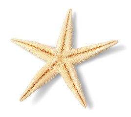 Yellow  starfish isolated on white background