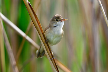 Common reed warbler // Teichrohrsänger (Acrocephalus scirpaceus)
