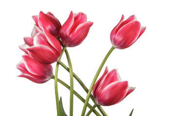 Beautiful bouquet of tulip flowers isolated on a white background - 539000576