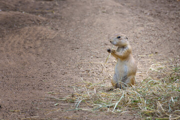 Black-tailed prairie dog, a rodent of the family Sciuridae. Portrait