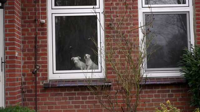 two small white dogs sit barking behind a window of a residential building