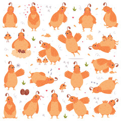 Quail Bird with Crest and Feathers Engaged in Different Activity Vector Set