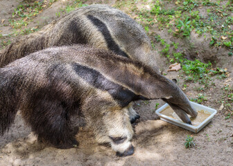 Giant Anteater, an insectivorous mammal native to Central and South America