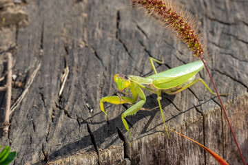 Praying mantis on an old big tree stump on sunny autumn day. Mantodea. Portrait of Mantis, Completion of Life Cycle, October