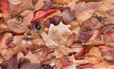 autumn background with colorful autumnal leaves