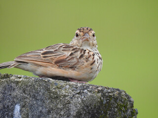 Eurasian skylark