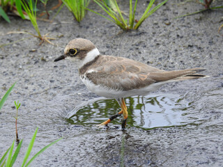Collared plover (Charadrius collaris)