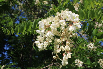 Acacia at the peak of its blooming