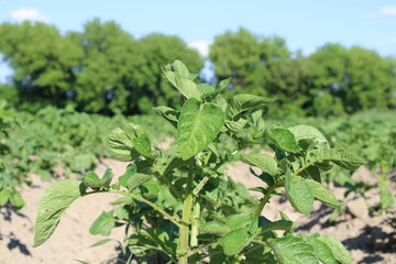 The top of the potato bush