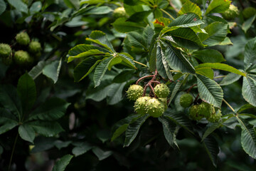 chestnut tree with nuts growing on it, harvest season time