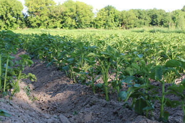 A potato plantation in the countryside in the summer sun