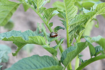 Striped Colorado potato beetle in a village vegetable garden