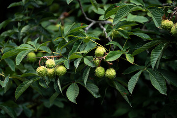 Obraz premium chestnut tree with nuts growing on it, harvest season time