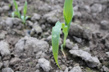 Cuckooberry leaf with a big drop of morning dew